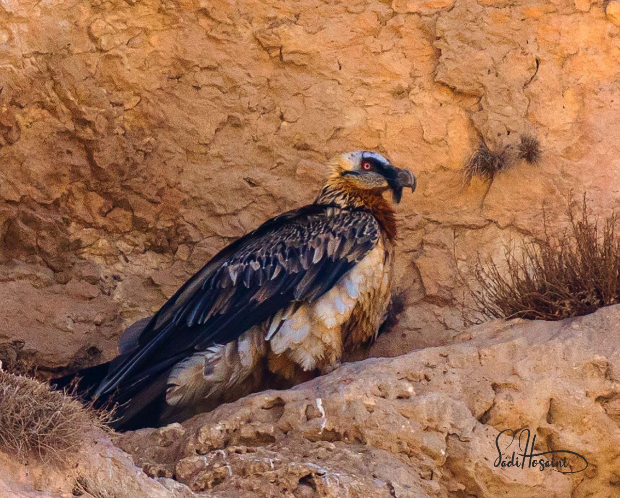 هما یا کرکس استخوان خوار