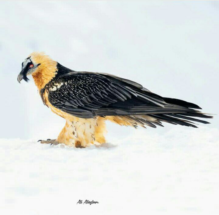 هما یا کرکس استخوان خوار