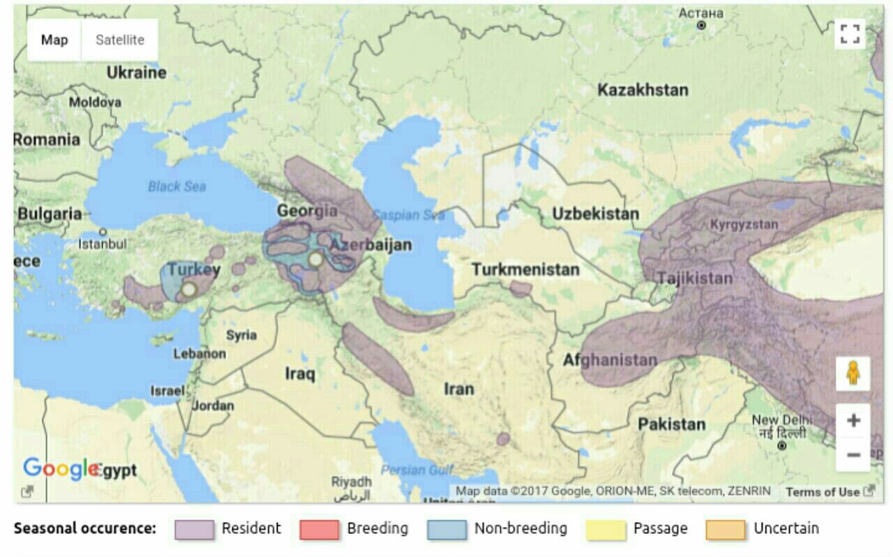 نقشه پراکنش جهانی گنجشک برفی