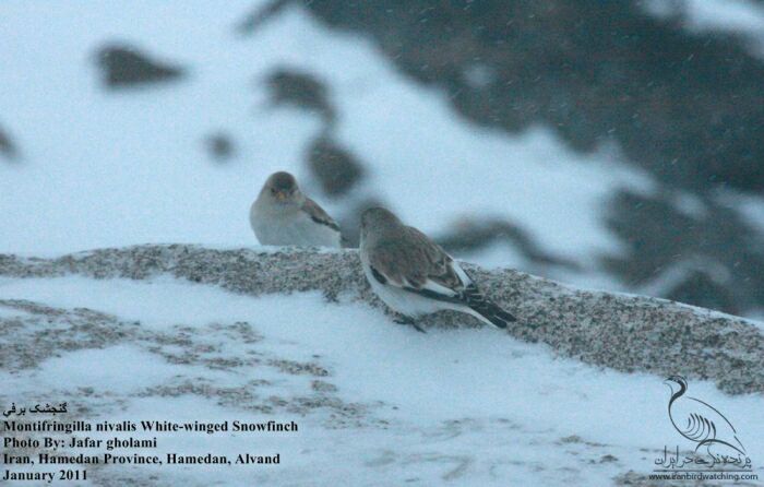 گنجشک برفی، الوند همدانعکاس : جعفر غلامی