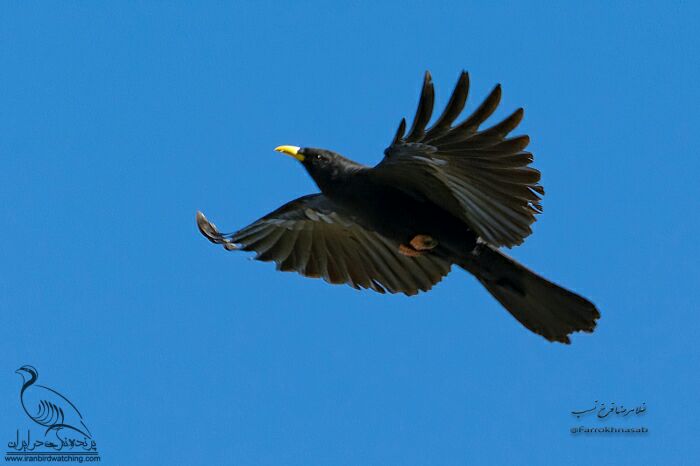 کلاغ کوهی نوک زرد غلامرضا فرخ نسب کوه های زاگروس، کردستان