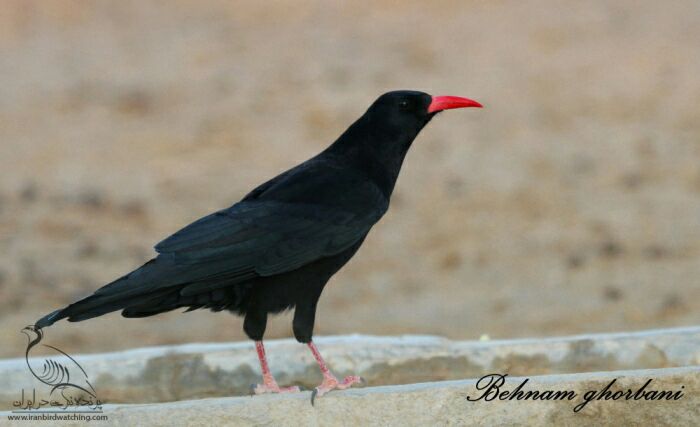 کلاغ کوهی نوک سرخبهنام قربانی کوه های البرز. سمنان
