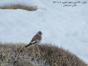گنجشک برفی، ارتفاعات البرز ( شاهرود) عکاس؛ موسی مزینان