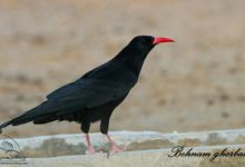 کلاغ کوهی نوک سرخ بهنام قربانی کوه های البرز. سمنان