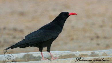 کلاغ کوهی نوک سرخ بهنام قربانی کوه های البرز. سمنان